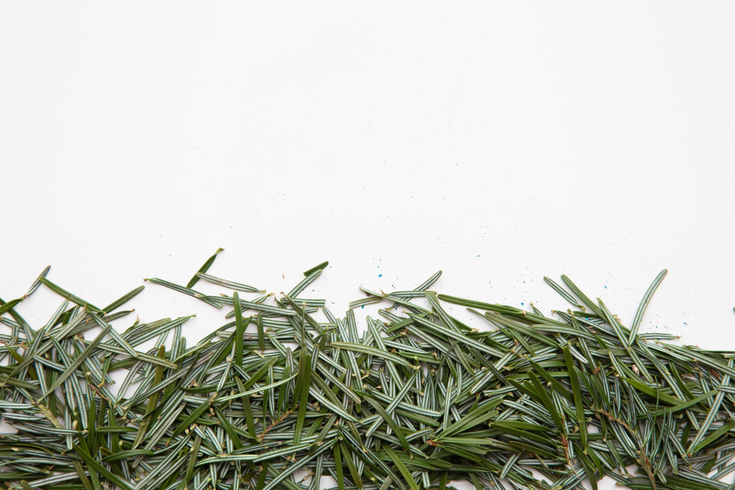 Pine Needles on a White Background 